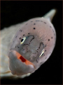 Experimenting with fibre optic snoots I managed to find a grey moray docile enough to allow me to place the snoots on either side of its head, creating this unusual lighting effect as if lighting from the inside out 
